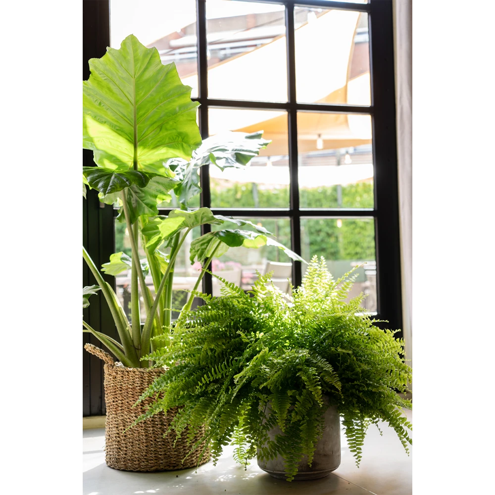 Plantenmand Joris - D38 X H33cm - Naturel - Afbeelding 2